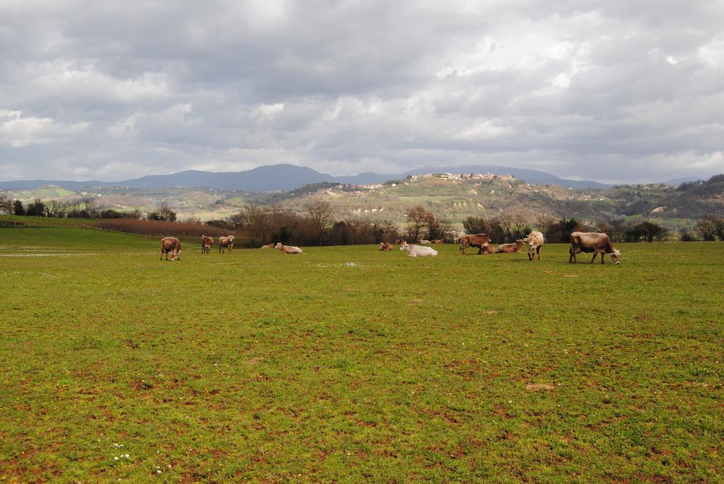 Fattoria Lucciano Villa Borghetto  Екстериор снимка